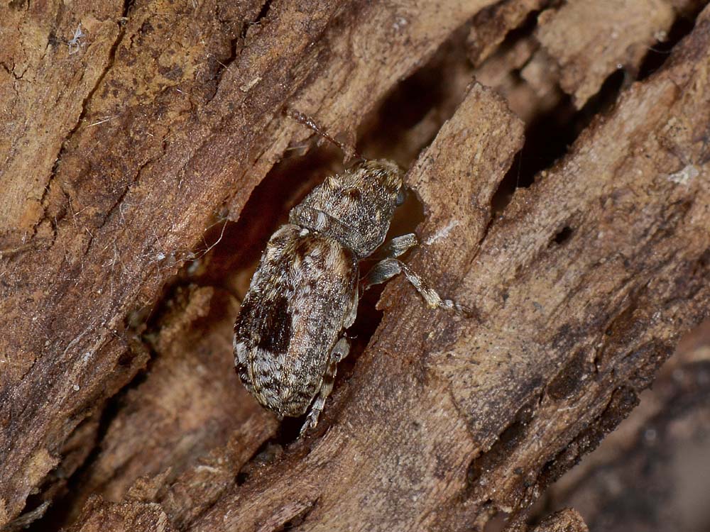 Enedreytes sepicola - Anthribidae